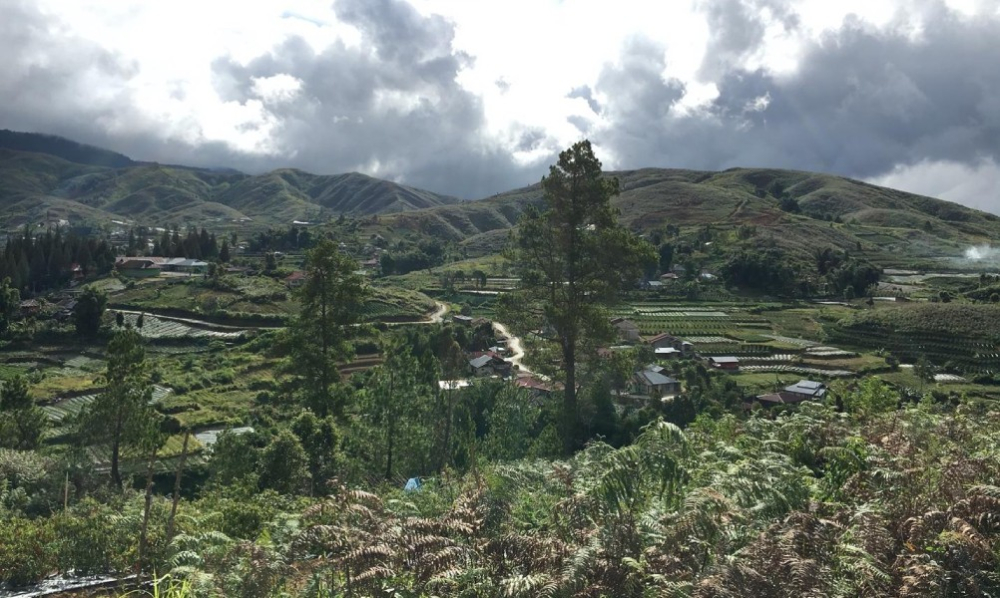 A Complete Guide to Indonesian Mandheling Coffee: Wet-Hulled Processing Flavor Profile & Pour Over Brewing Techniques