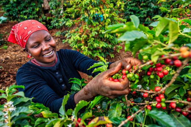 Kenya Boma Washing Station Cranberry Beans: A Complete Guide to Origin, Processing, and Pour Over Parameters