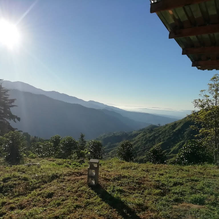 Costa Rica Black Honey Geisha Pour Over Guide | Flavor Profile and Brewing Parameters of Wangshan Estate