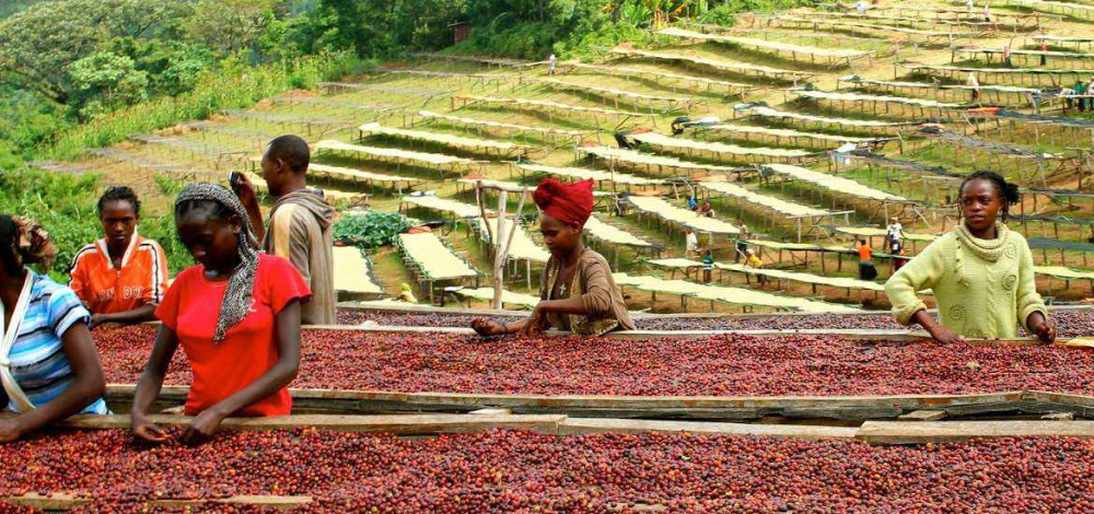 A Complete Guide to Ethiopian Guji Coffee Beans: Flavor, Varieties, and Pour Over Brewing Parameters
