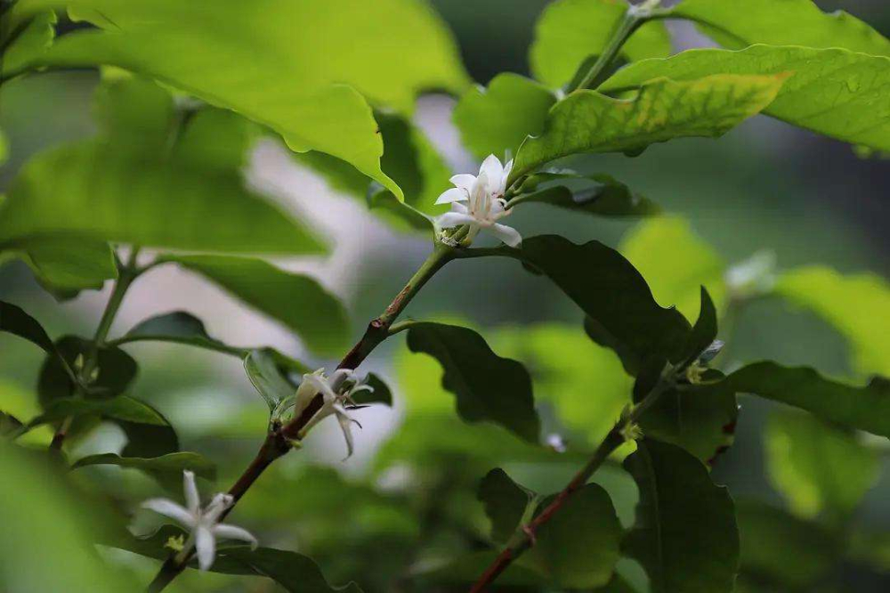Yunnan Small Bean Coffee Buying Guide: Regional Characteristics, Typica and Catimor Flavor Analysis, and Pour Over Recommendations