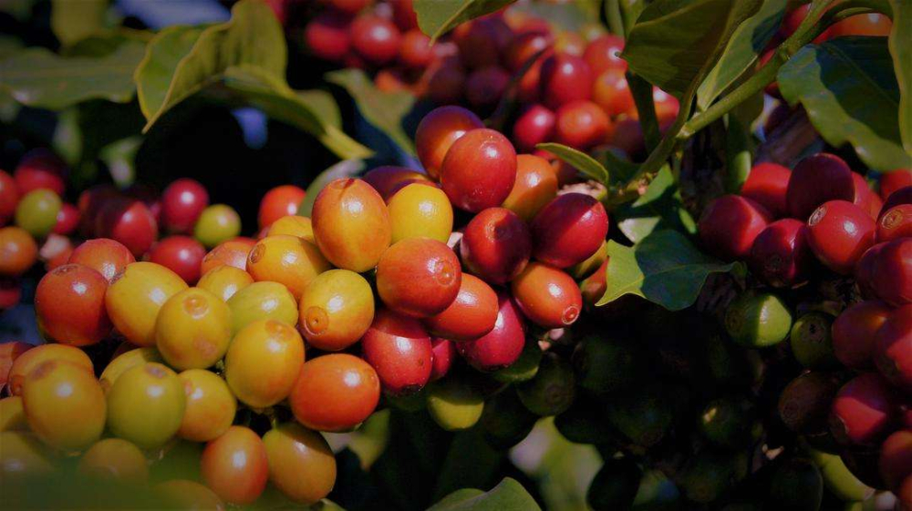 Beginner's Guide to Pour Over with Indonesian Mandheling: How to Brew Golden Mandheling & Lintong Beans? Complete Flavor & Extraction Tips