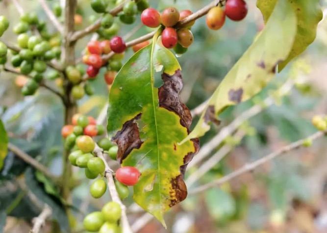 A Comprehensive Analysis of Yunnan Catimor Coffee: The Advantages of Disease-Resistant Varieties and Flavor Challenges