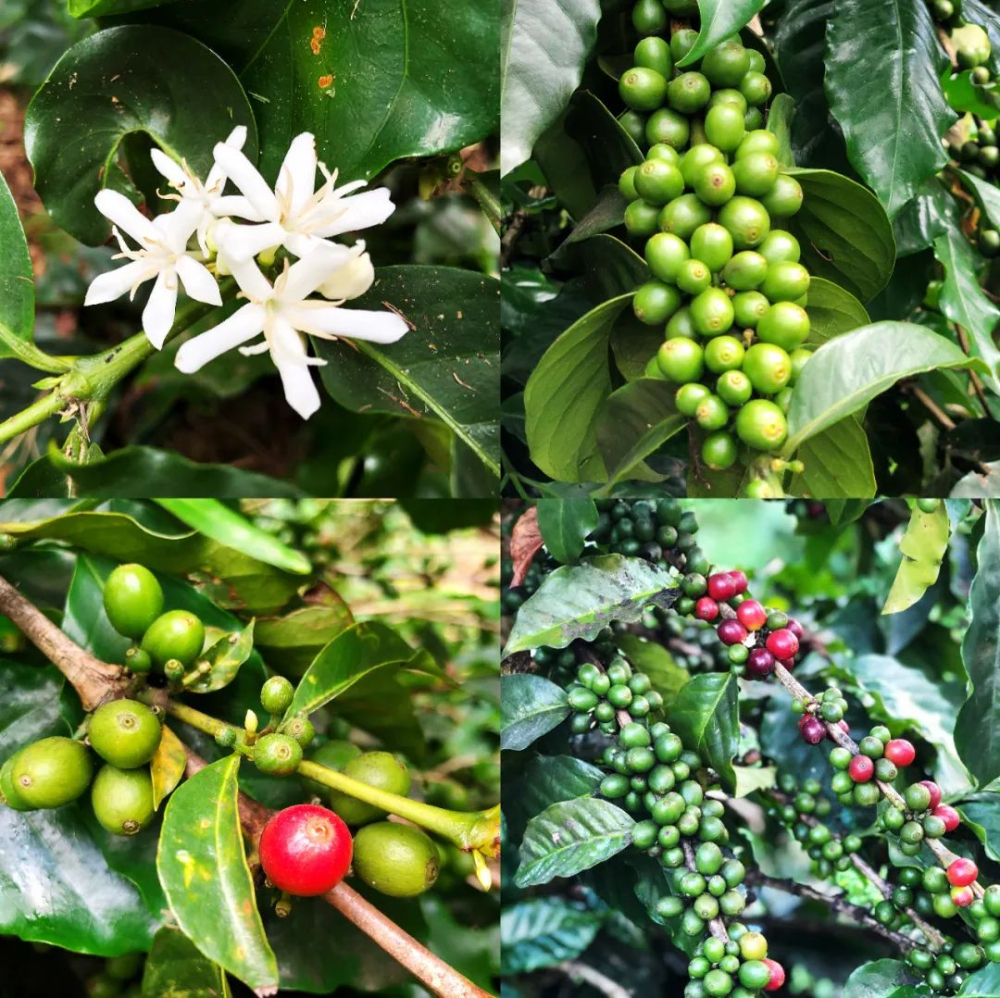 A Complete Guide to Jamaican Blue Mountain Coffee: Grades, Flavors, and Pour Over Optimization Tips