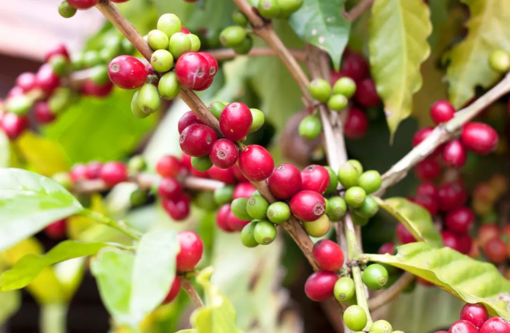 A Complete Guide to the Origins, Cultivation Evolution, and Pour Over Flavors of Yunnan Small-Bean Catimor Coffee