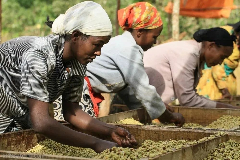 A Complete Guide to Ethiopian Guji Coffee Beans: Flavor, Varieties, and Pour Over Brewing Parameters