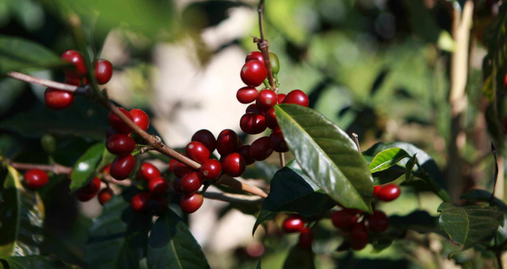 Why is Panamanian Geisha coffee so expensive? A complete analysis from variety origins to brewing flavors