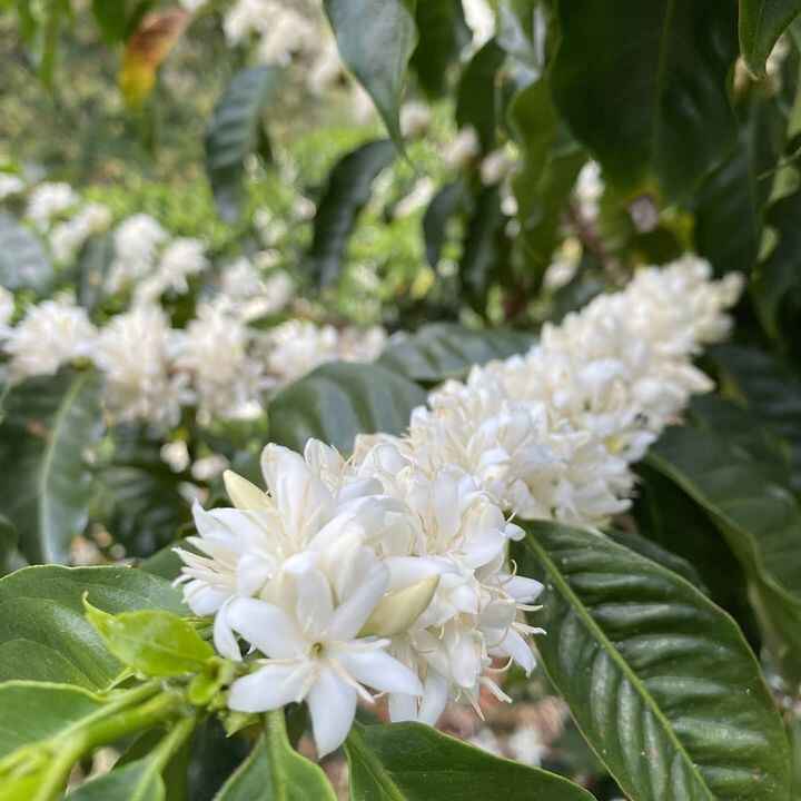 Review of Costa Rica Wangshan Guixia Natural Process Coffee Beans: Flavor Analysis and V60 Pour Over Brewing Guide