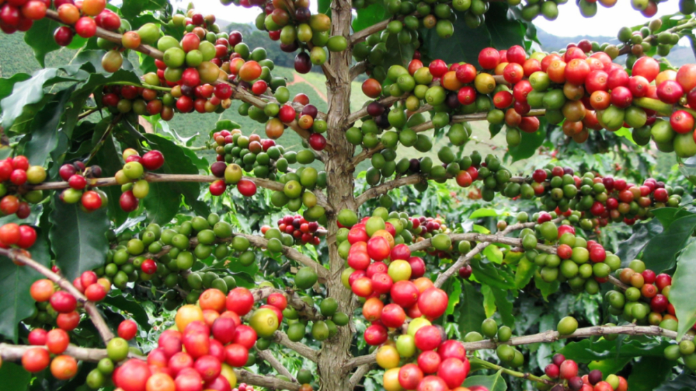 Yunnan Catimor Coffee Flavor Profile: A Complete Guide to Variety, Region, and Washed Processing