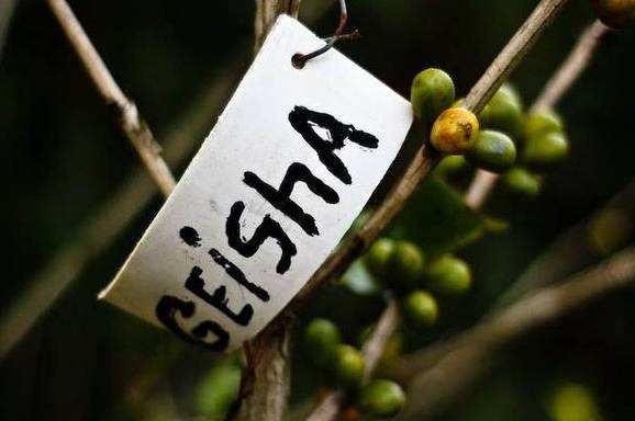 How are Geisha coffee grades classified? Complete guide to Gold, Red, Green, and Blue labels with flavor profiles