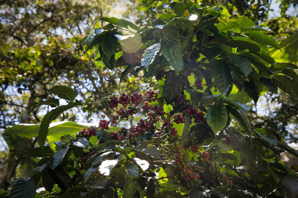Colombian Coffee Bean Regional Grading and Flavor Analysis: Recommended Premium Washed and Anaerobic Process Beans from the South