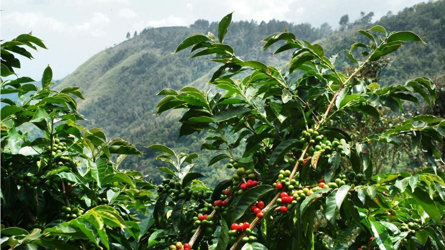 Complete Guide to Jamaican Blue Mountain Coffee: Terroir Grading, Processing Methods & Pour Over Parameters