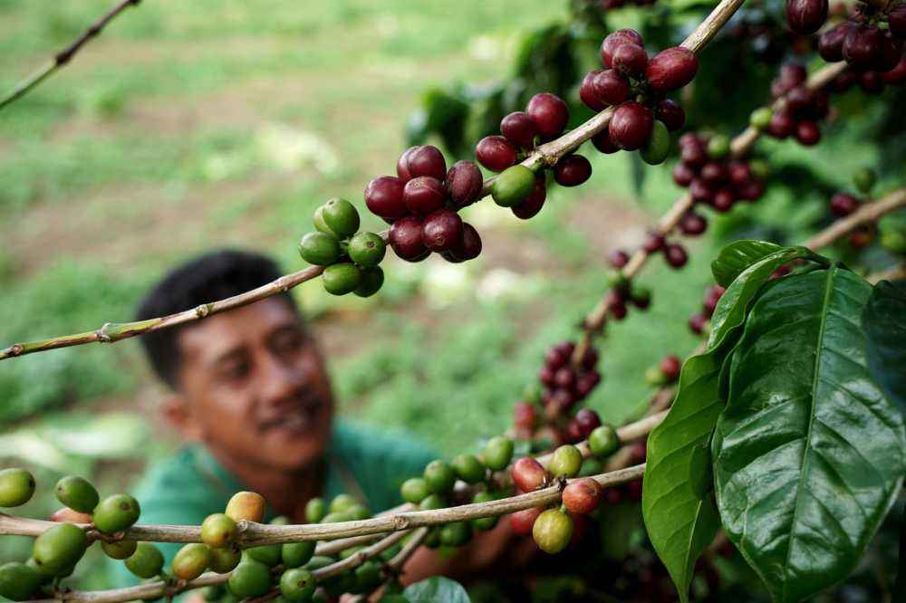 Sumatra Mandheling Pour Over Beginner's Guide | Analysis of Wet-Hulling Process & Tasting Guide to Golden Mandheling