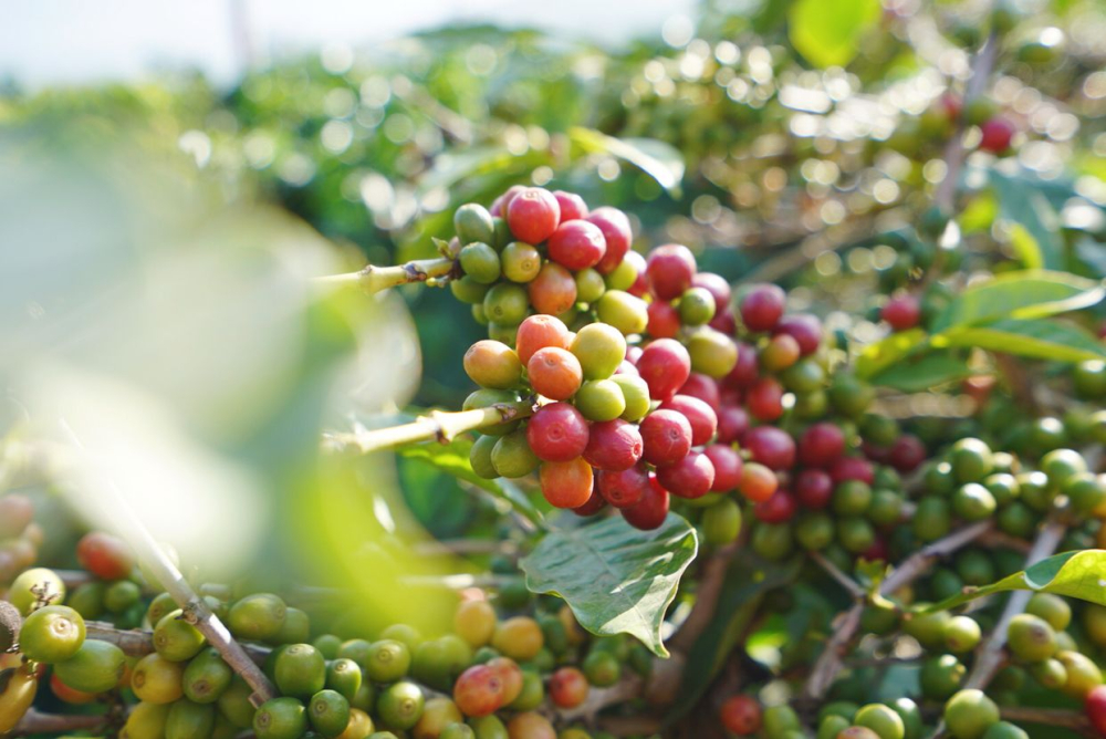 Yunnan's Small Coffee Beans' Main Variety: Catimor - A Complete Guide to Its Origins, Regional Characteristics, and Pour Over Brewing