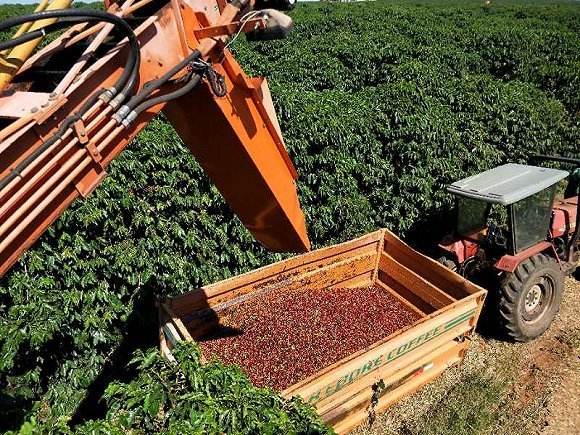 Complete Guide to Brazilian Coffee Beans: Flavor Profiles, Region Breakdown, and Pour Over Parameters