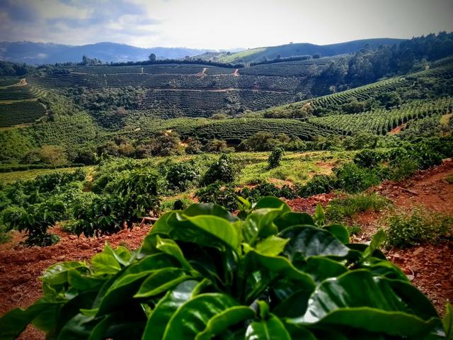 Complete Guide to Brazilian Coffee Beans: Flavor Profiles, Region Breakdown, and Pour Over Parameters