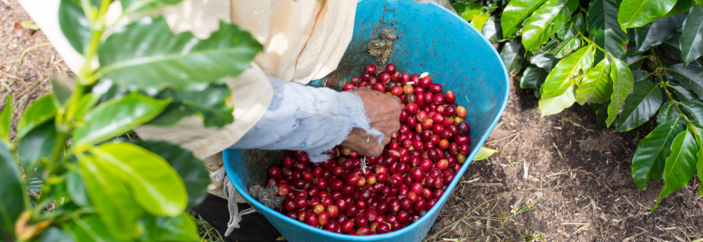 How to Choose Indonesian Mandheling Coffee? A Complete Guide to Golden Mandheling's Flavor, Ideal For, and Pour Over Parameters