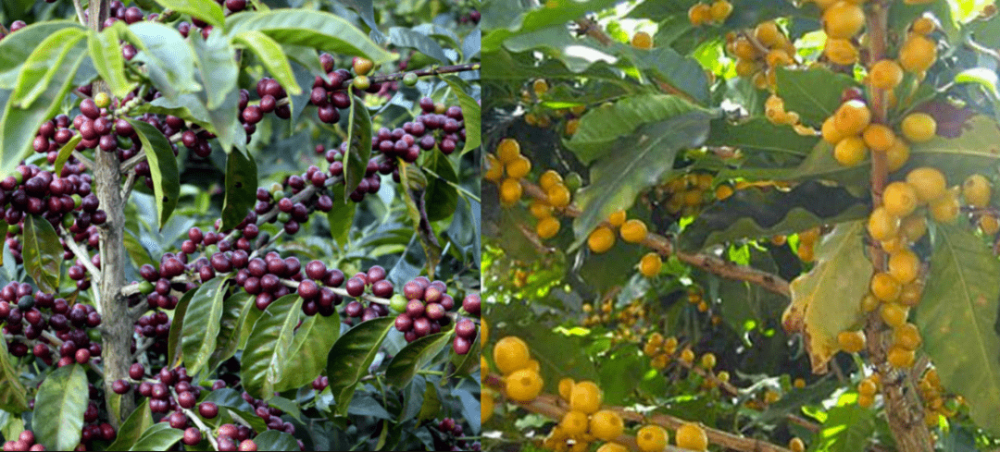 Analysis of Brazilian Cerrado NY.2 Grade Coffee | Flavor Characteristics and Pour Over Parameters Guide