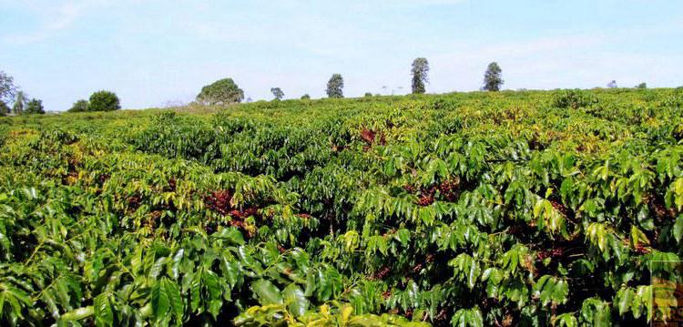 Characteristics of Brazil's Four Major Coffee Regions and Brewing Guide: A Complete Analysis of the Flavors of Semi-Washed Red Bourbon