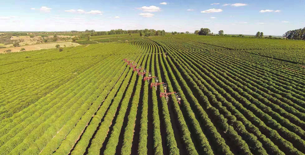 Analysis of Brazilian Cerrado NY.2 Grade Coffee | Flavor Characteristics and Pour Over Parameters Guide