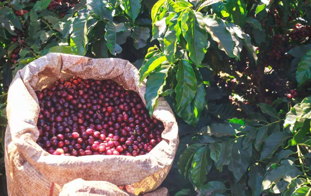 Analysis of Brazilian Cerrado NY.2 Grade Coffee | Flavor Characteristics and Pour Over Parameters Guide