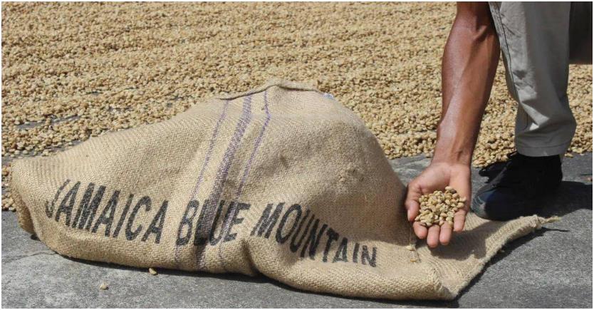 Complete Pour Over Guide to Jamaican Blue Mountain Coffee: Origin, Grading & Three-Stage Extraction Technique