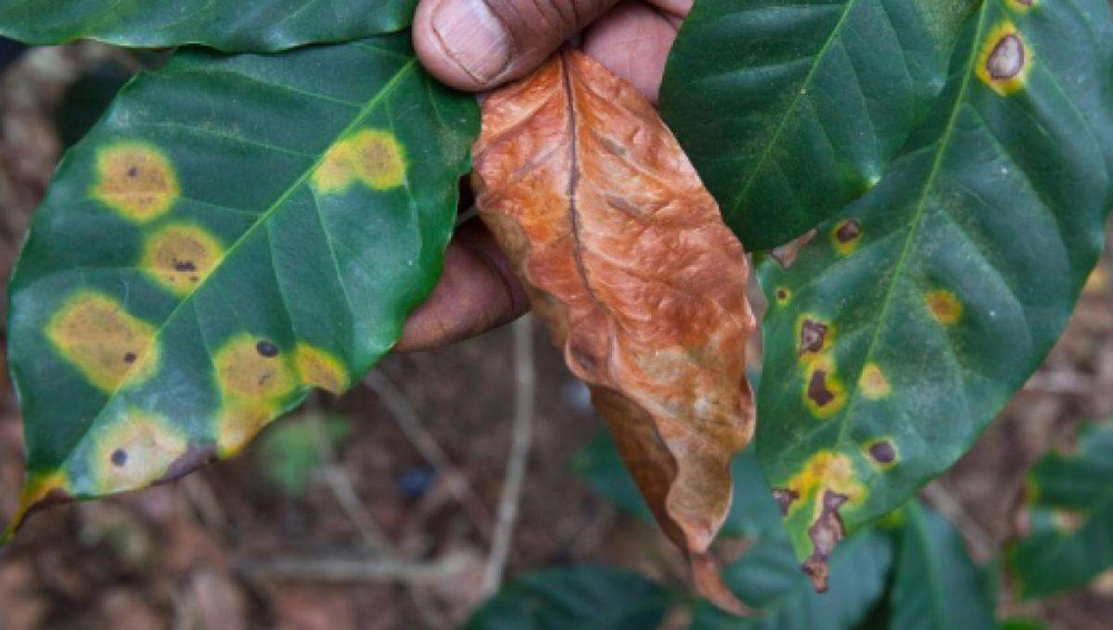 The Evolution of Yunnan Small-Bean Coffee Varieties: A Century-Long Shift from Typica Origins to Catimor Dominance