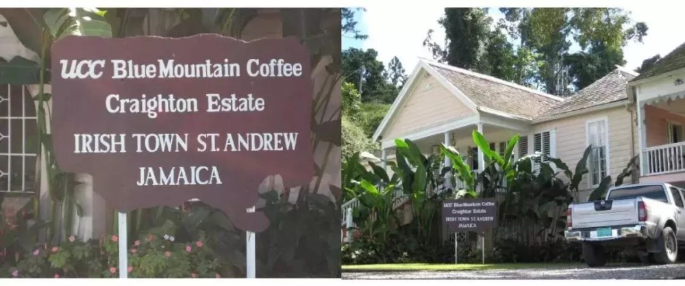 How to buy Jamaican Blue Mountain coffee beans? A complete guide to price, grade, and pour over brewing