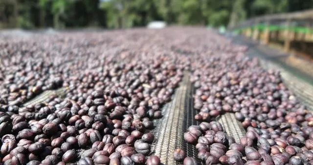 Comparison of Washed and Natural Yirgacheffe from Ethiopia | Flavor Differences Between Hongyingtao and Guodingding and Brewing Suggestions