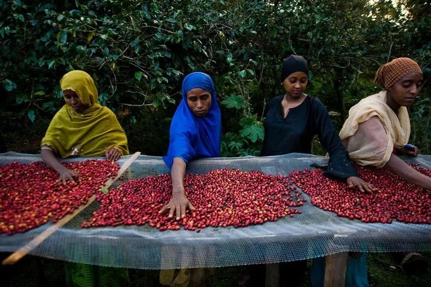 Analysis of Yirgacheffe Coffee Flavors: Processing Characteristics of GuDingDing and Red Cherry Beans, and Pour Over Recommendations