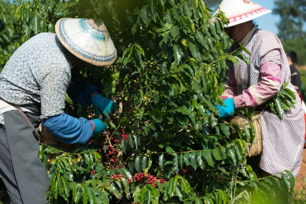 Complete Guide to Yunnan Coffee Regions & Varieties | Pour Over Parameters & Flavor Analysis