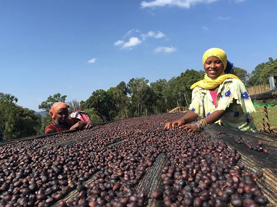 Analysis of the Differences Between Yirgacheffe Natural and Washed Process | Comprehensive Guide to Pour Over Parameters and Flavor Comparison