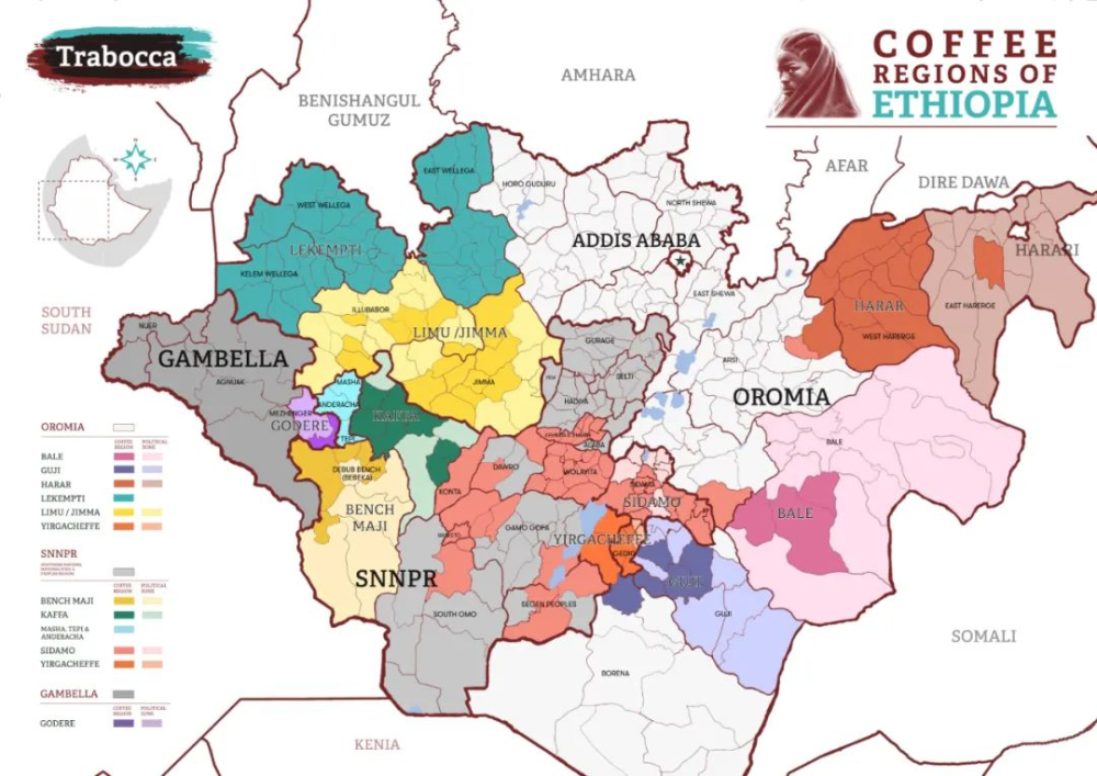 Yirgacheffe Pour Over Guide | Detailed Explanation of Ethiopian Native Varietal Knowledge and Extraction Parameters