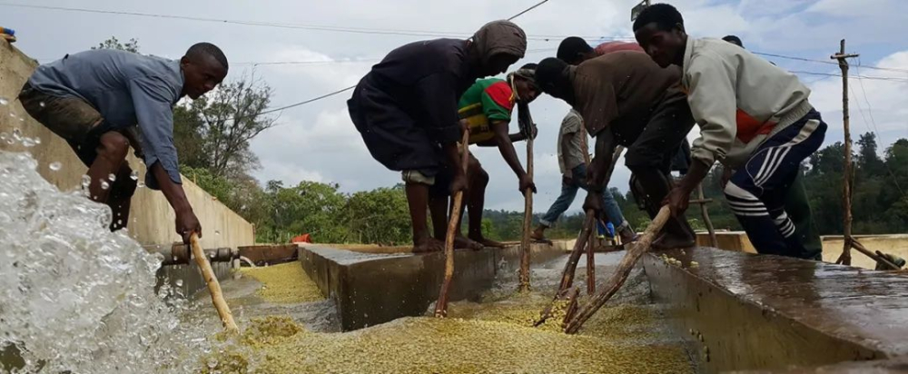 What’s the difference between Yirgacheffe natural and washed? Understand everything from processing methods to pour over flavors in one go