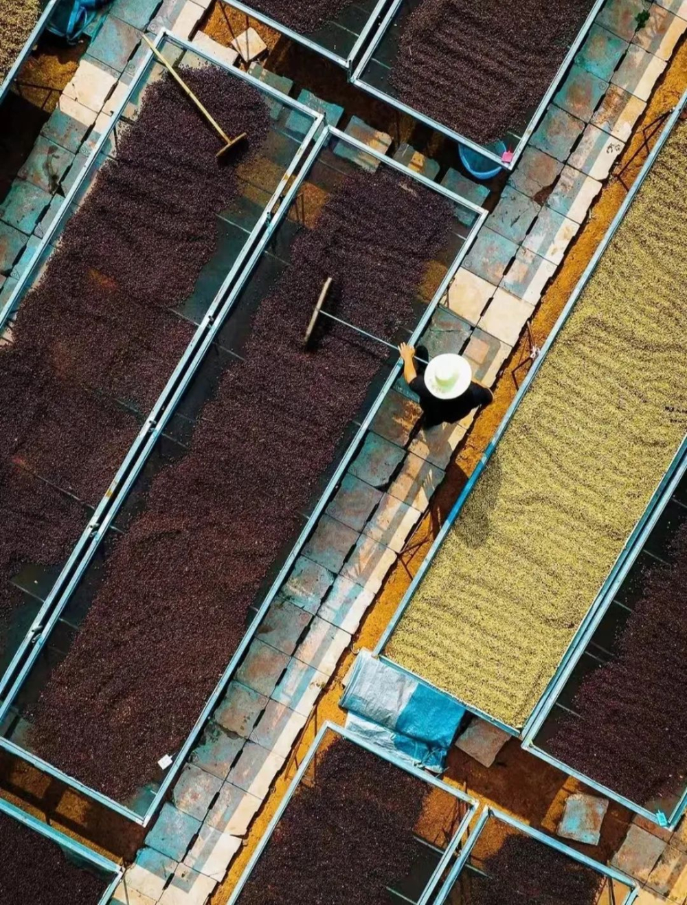 The Ultimate Guide to Volunteering & Adopting Yunnan Coffee: Harvest Experiences, Travel Routes & How to Get Involved