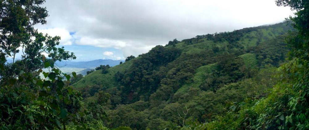 Indonesian Sumatra Mandheling Coffee: How the Wet-Hulling Process Creates Its Unique Flavor Profile?