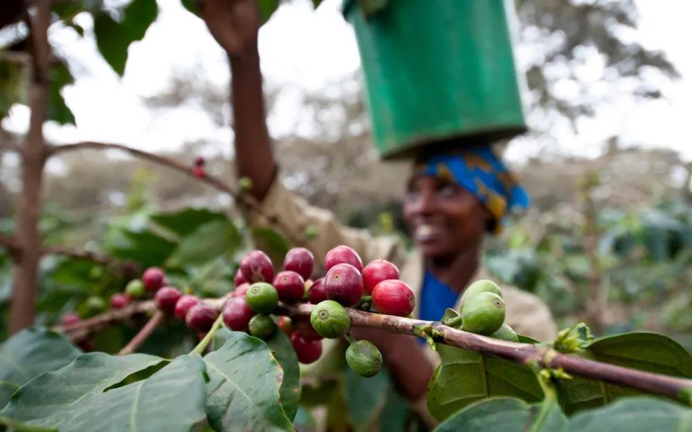 A Comprehensive Guide to Ethiopian Heirloom Coffee: Regional Flavors and Washed vs. Natural Processing Differences