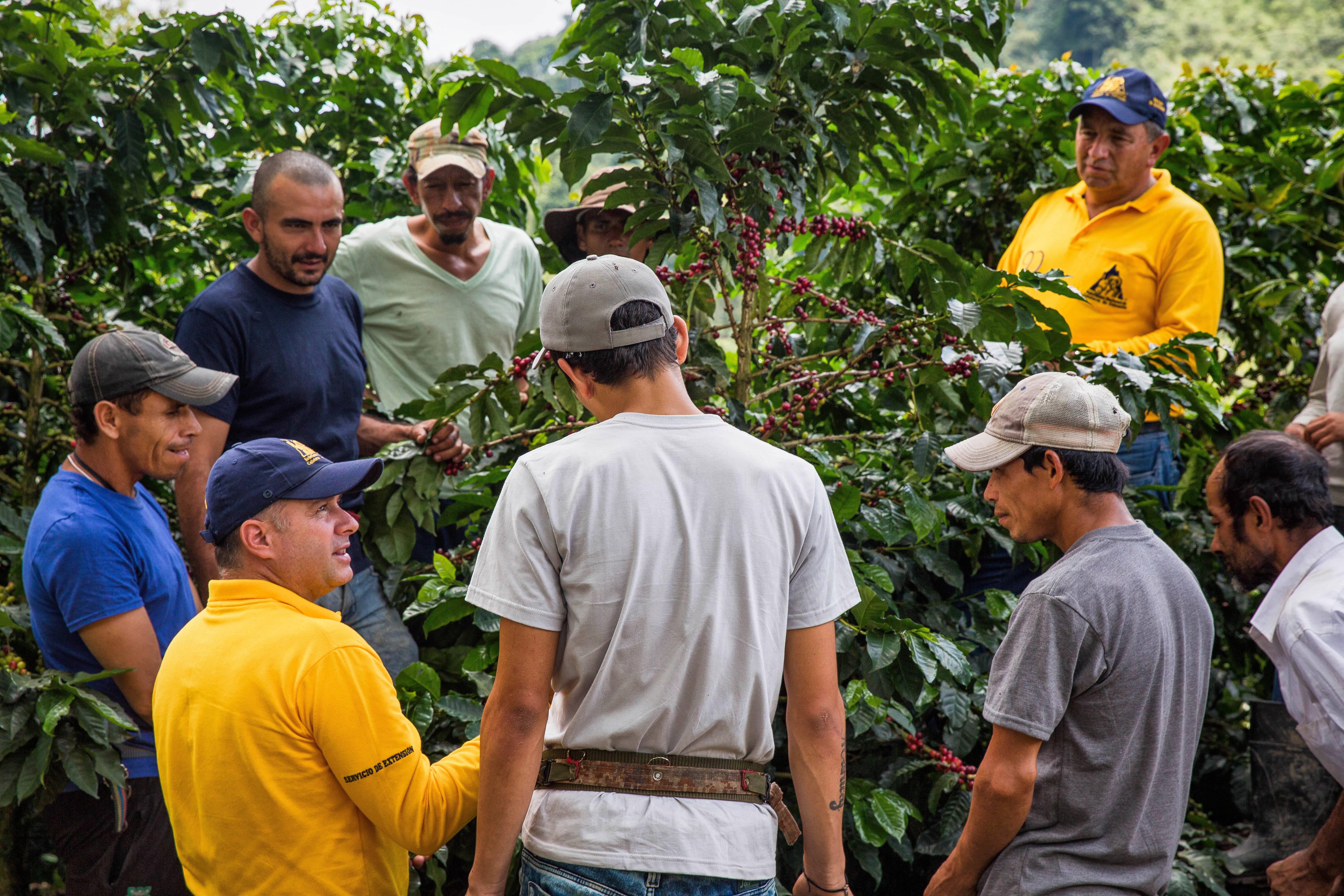 Decoding Colombian Huila Coffee Flavors: Pour Over Parameters and Characteristics of Washed Process Beans