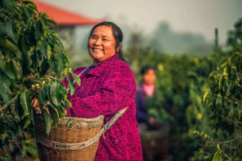 An In-depth Guide to Yunnan's Mainstream Catimor Coffee Varieties: Flavor, Origins, and Cultivation Status