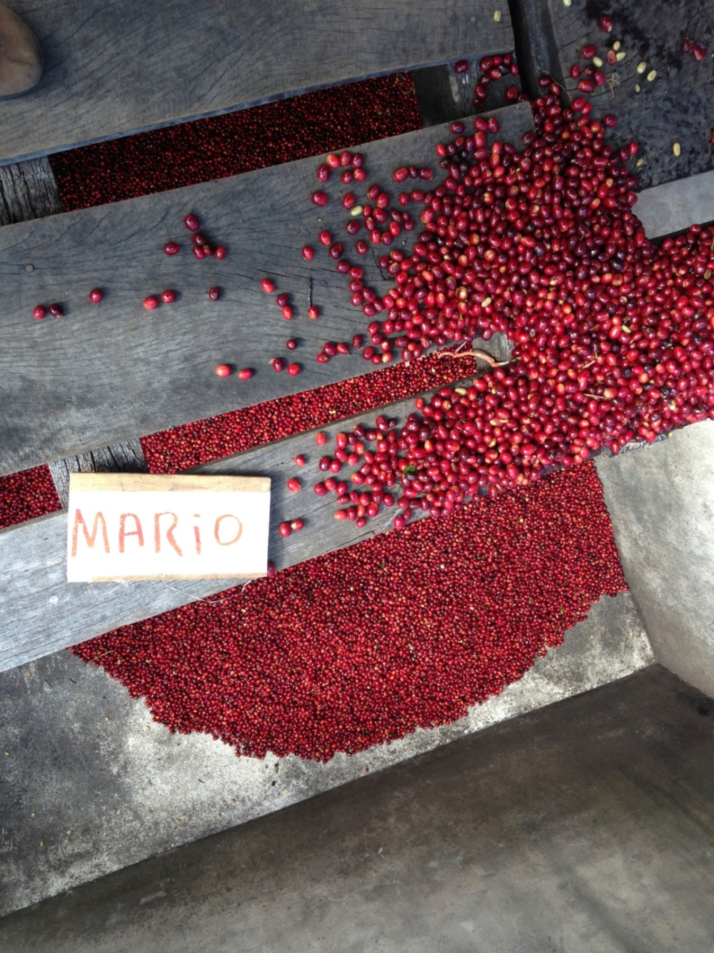 From Ethiopia to Panama: A Comprehensive Analysis of the Geisha Coffee Variety's Evolution and Regional Flavor Differences