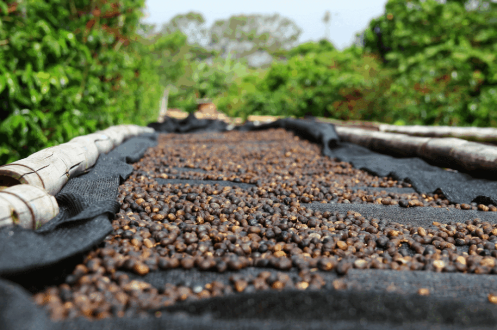 The Complete Guide to Panamanian Geisha Coffee Beans: From Red Label Grades to Pour Over Brewing Parameters