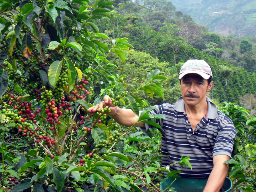 How to Choose Colombian Huila Coffee Beans? A Complete Guide to Pour Over Parameters and Flavor Profiles