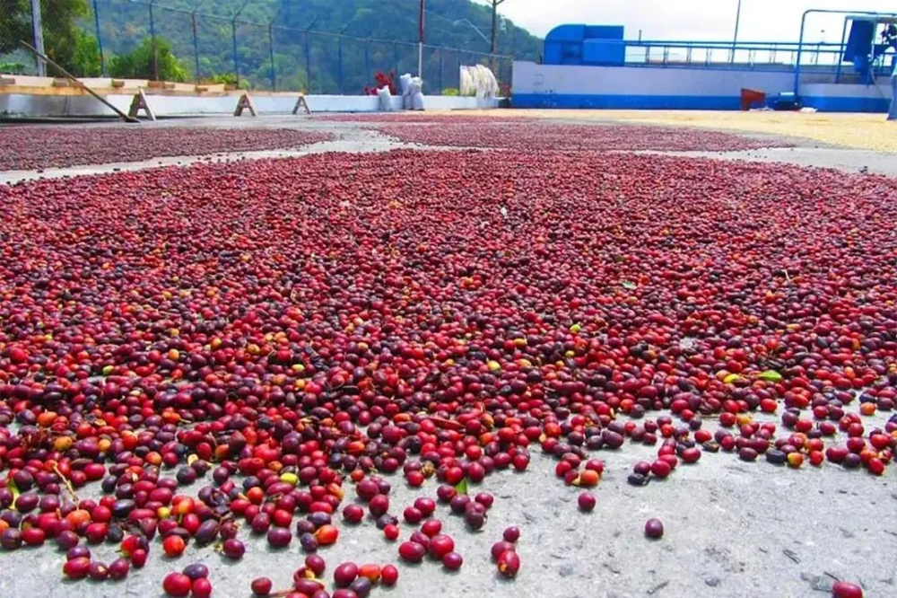A Comprehensive Guide to Colombian Coffee Origins and Pour Over Parameters for Huila Washed Beans