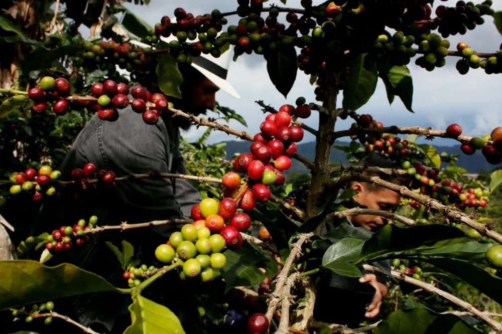 Colombian Coffee Bean Regional Grading and Flavor Analysis: Recommended Premium Washed and Anaerobic Process Beans from the South