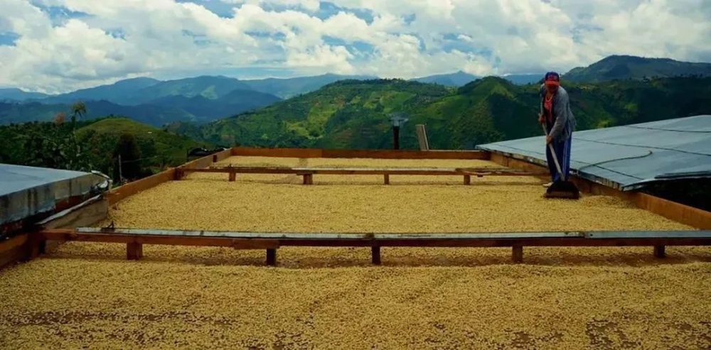 Colombia Huila Medium-Dark Roast Pour Over Guide: Flavor Profile & Extraction Parameters in Practice