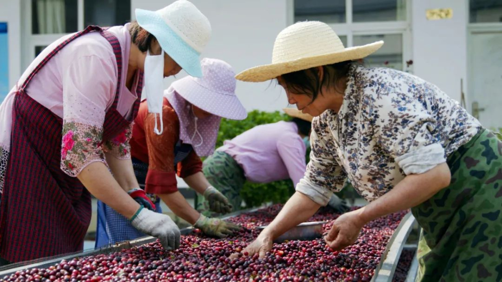 Complete Guide to Yunnan Coffee Regions & Varieties | Pour Over Parameters & Flavor Analysis