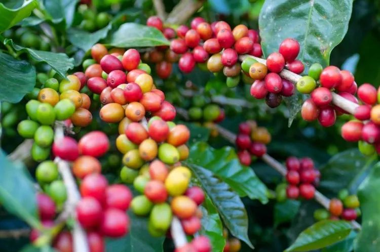 A Comprehensive Guide to Yunnan Small Bean Coffee Cultivation: Regions, Varieties, Processing Methods & Pour Over Practice