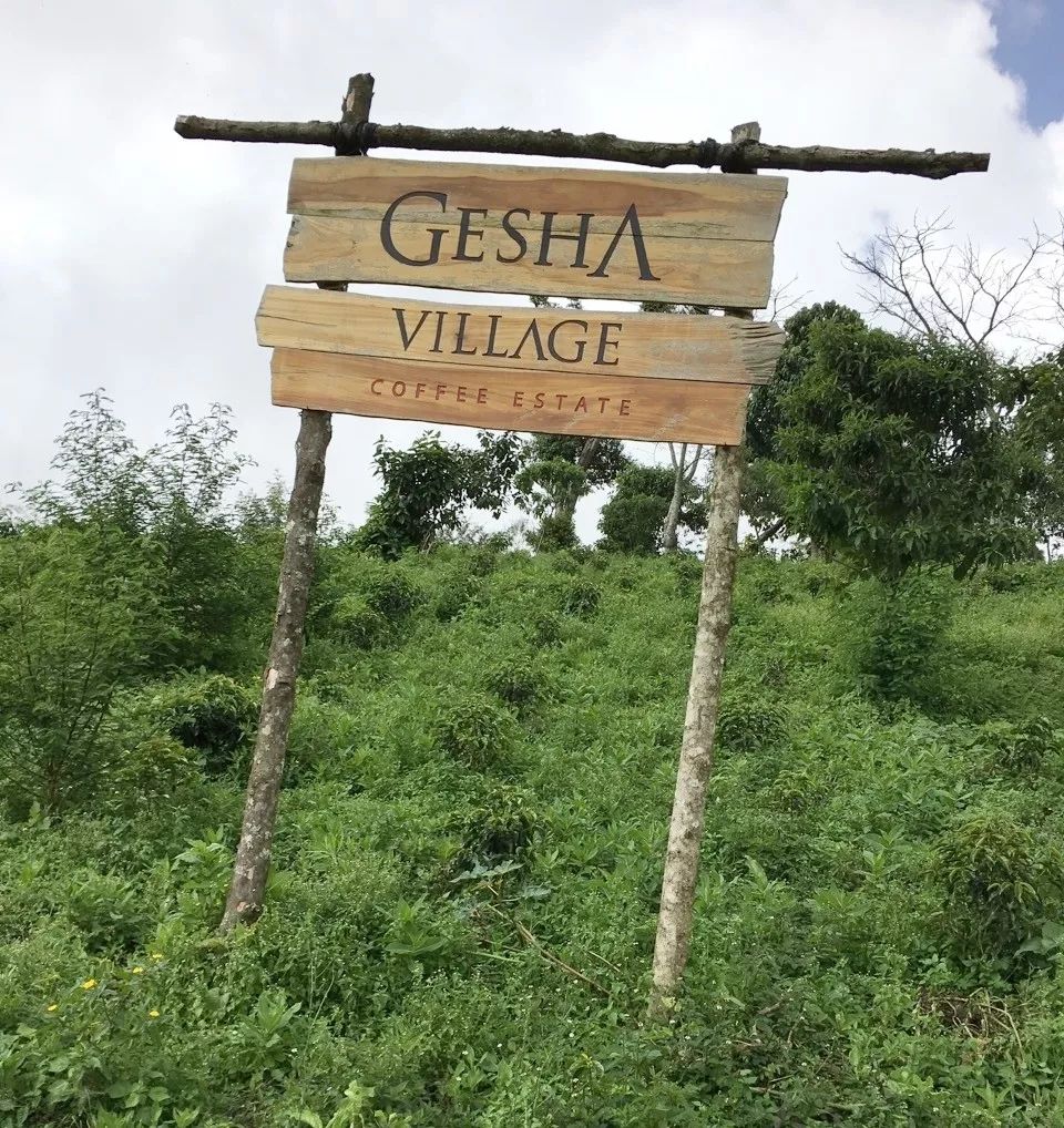 A Comprehensive Guide to Ethiopian Gesha Village Washed Beans: Lot #94 Batch, Grading, and Pour Over Parameters