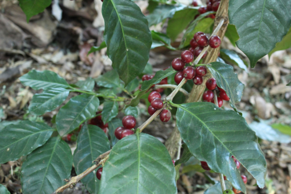 A Comprehensive Guide to Yunnan Small-Bean Coffee: Varietal Characteristics, Regional Differences, and Pour Over Parameters