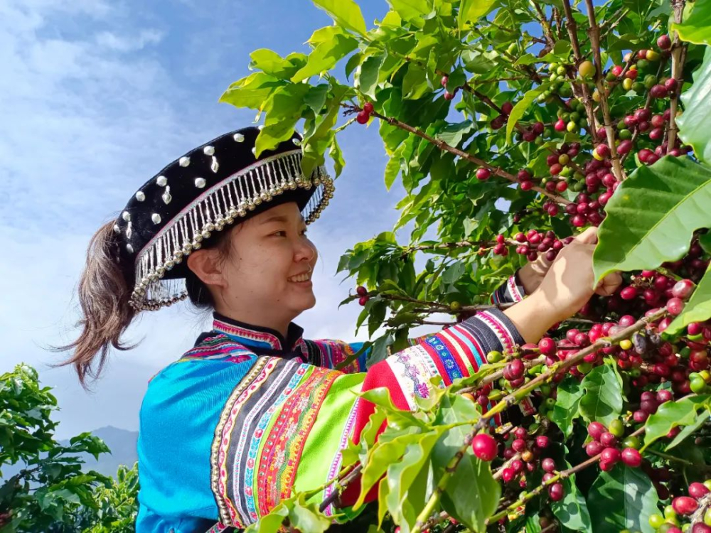 Yunnan Small-Bean Coffee: Varieties, Growing Regions, and Pour Over Techniques — Flavor Analysis & Brewing Parameters